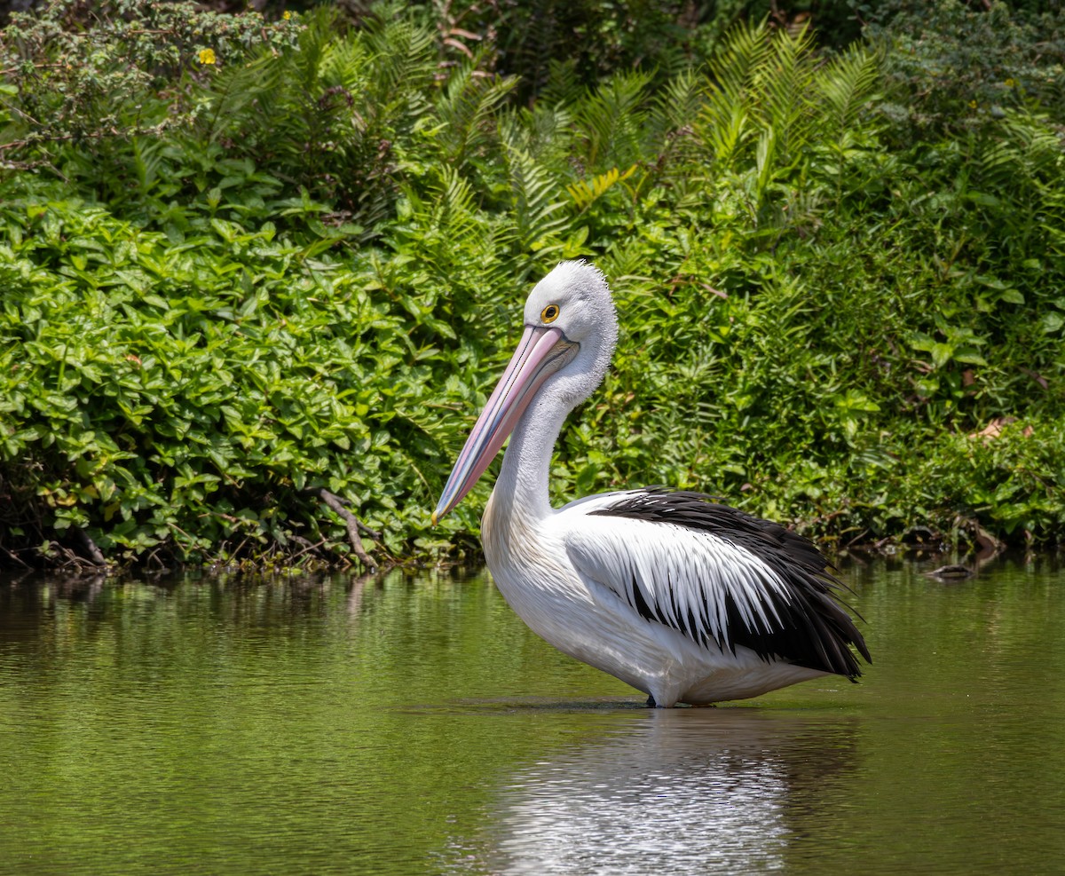 Australian Pelican - Maya Xu