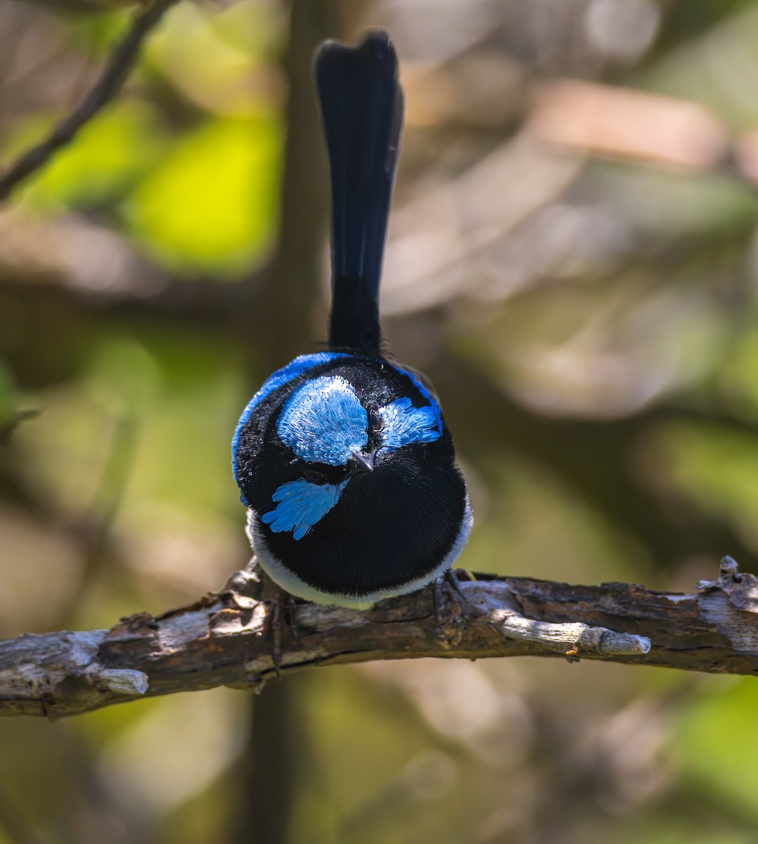 Superb Fairywren - Maya Xu