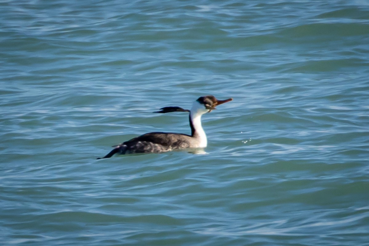 Western Grebe - ML612464113