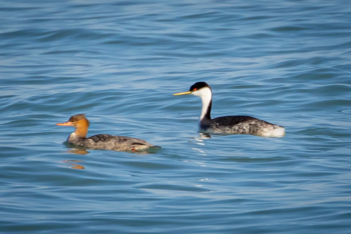 Western Grebe - ML612464114