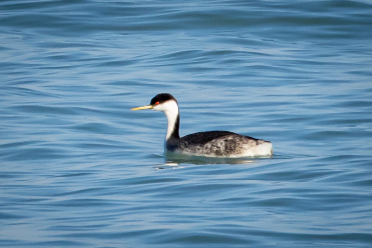 Western Grebe - ML612464115