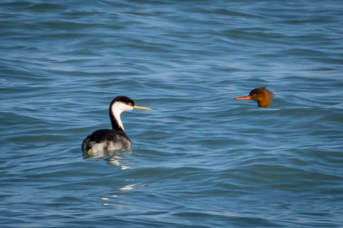 Western Grebe - ML612464116