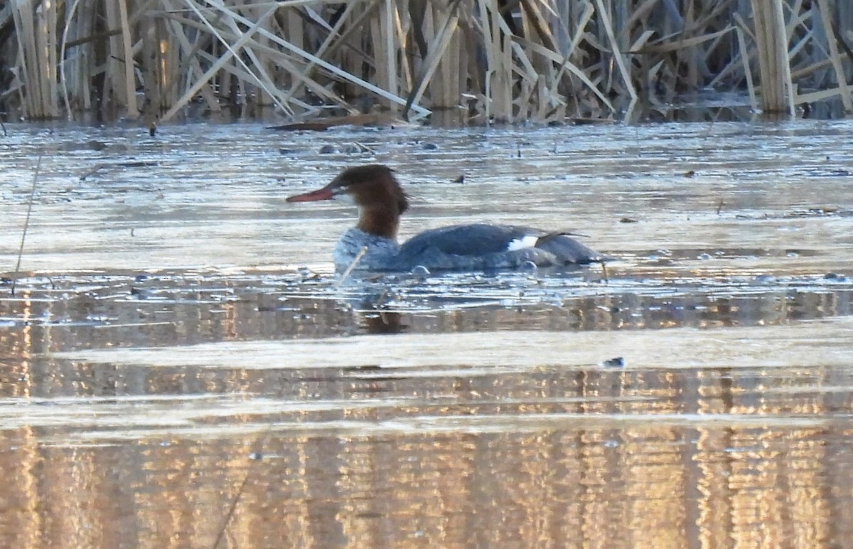 Common Merganser - ML612464163