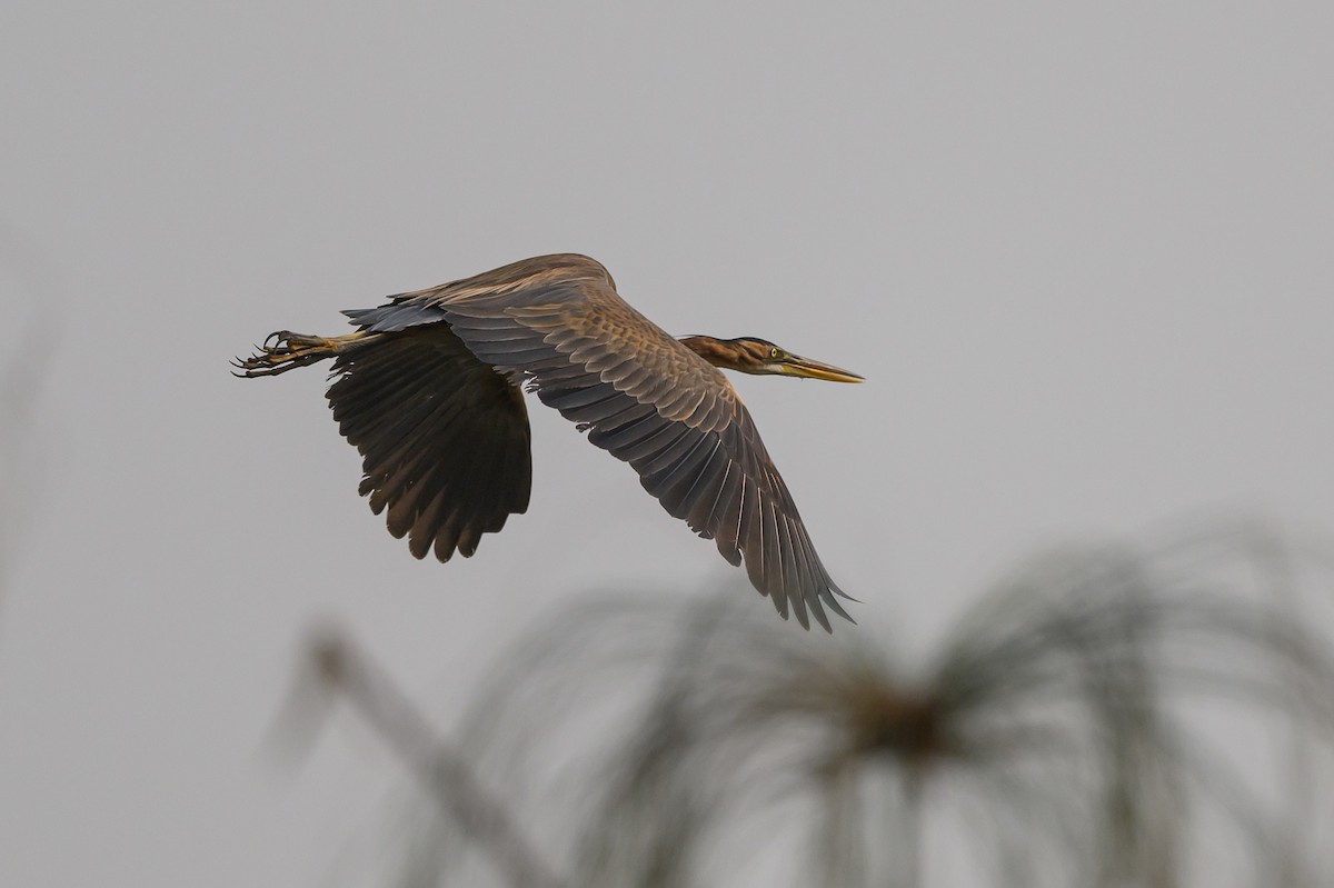 Purple Heron - ML612464173