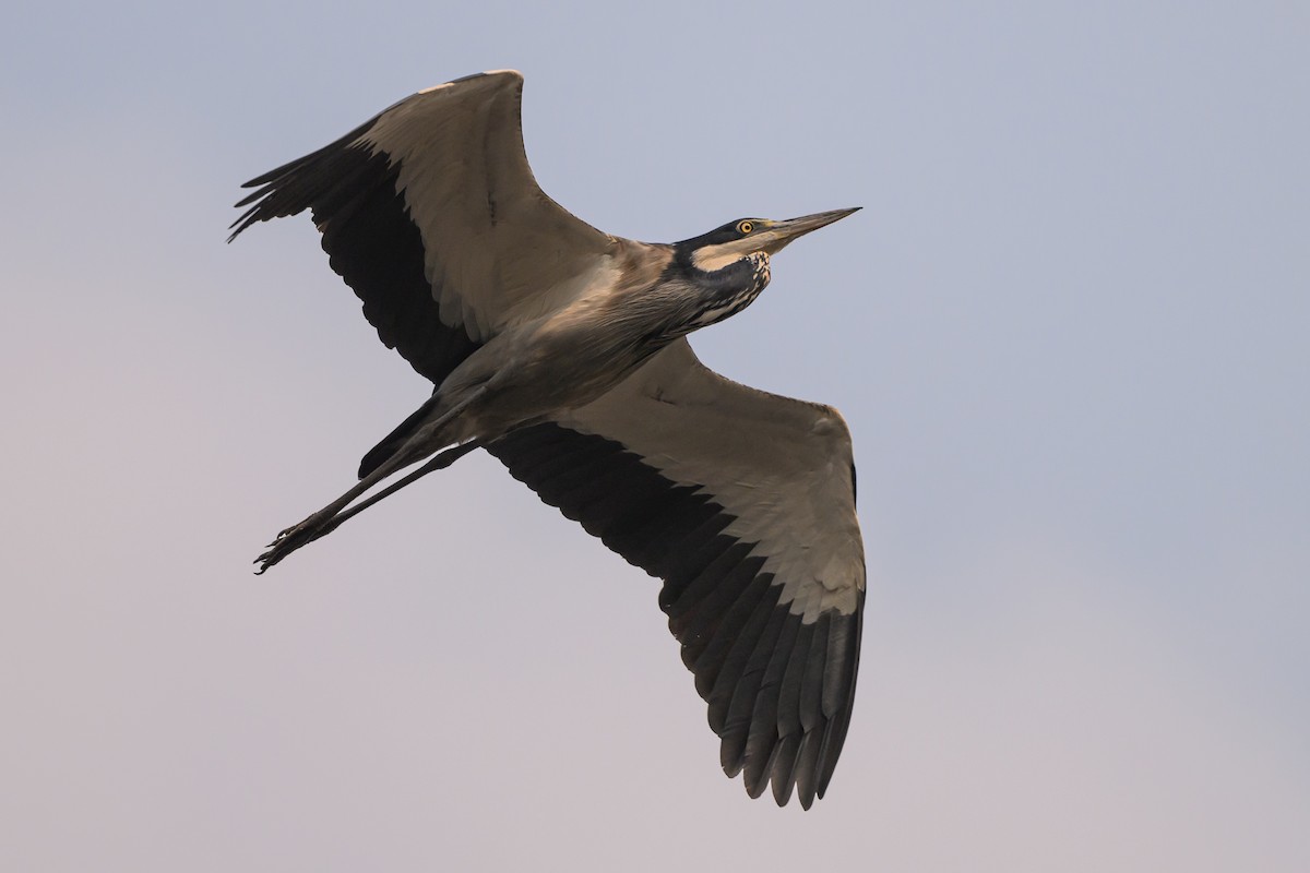 Black-headed Heron - ML612464178