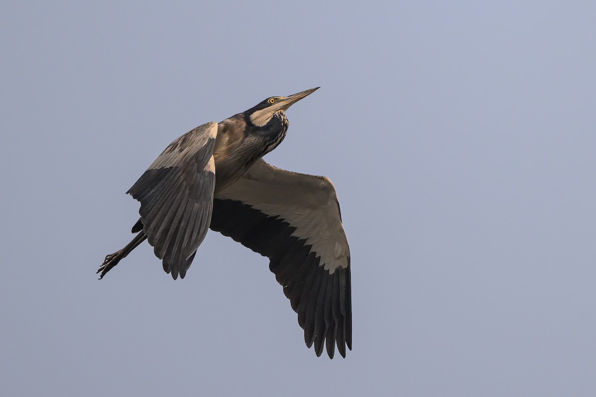 Black-headed Heron - ML612464182