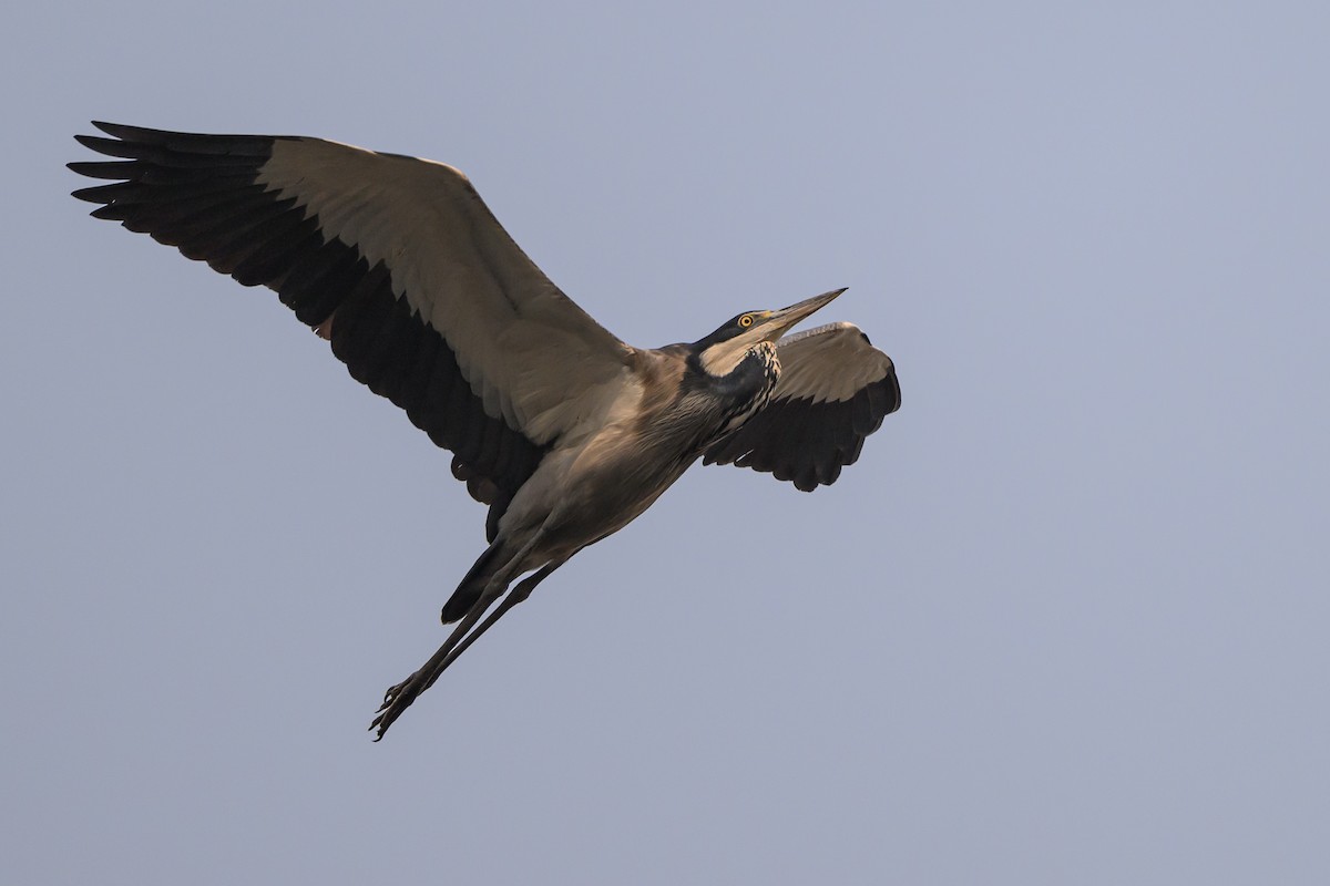 Black-headed Heron - ML612464183