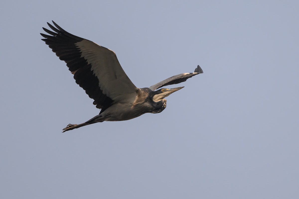 Garza Cabecinegra - ML612464184