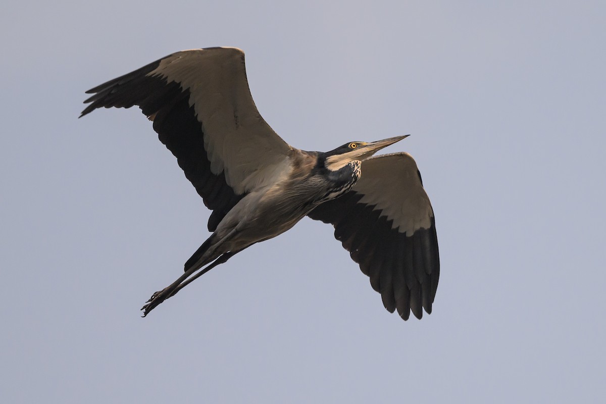 Black-headed Heron - ML612464185