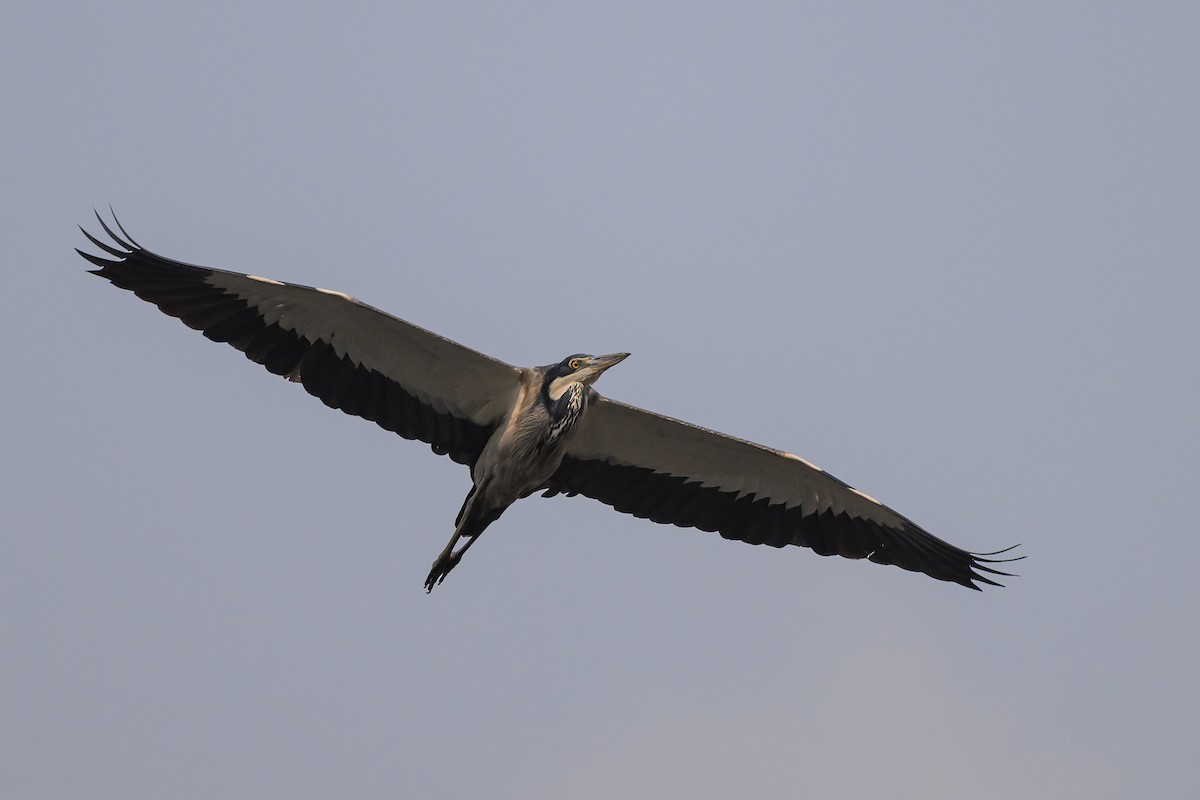 Black-headed Heron - ML612464186