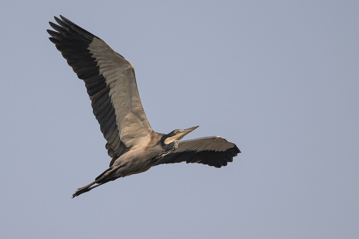 Black-headed Heron - ML612464187