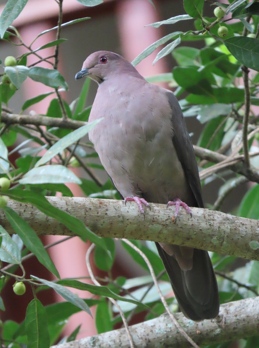 Short-billed Pigeon - ML612464226