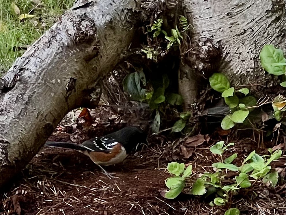 Spotted Towhee - ML612464339