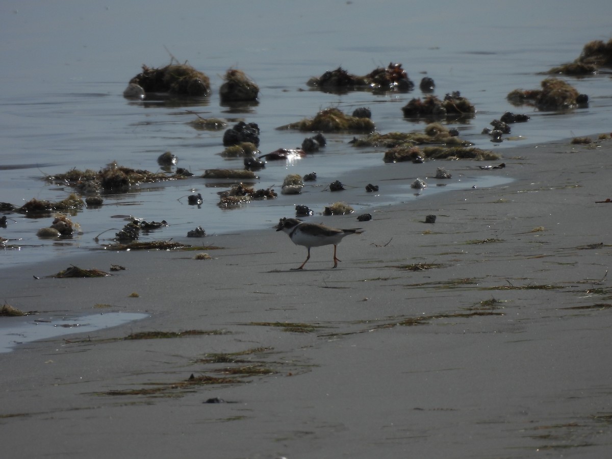 Semipalmated Plover - ML612464366