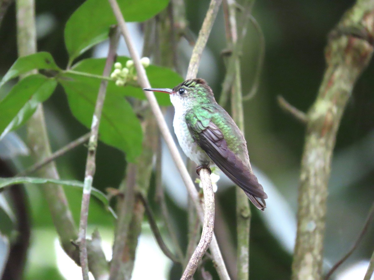 White-bellied Emerald - ML612464386