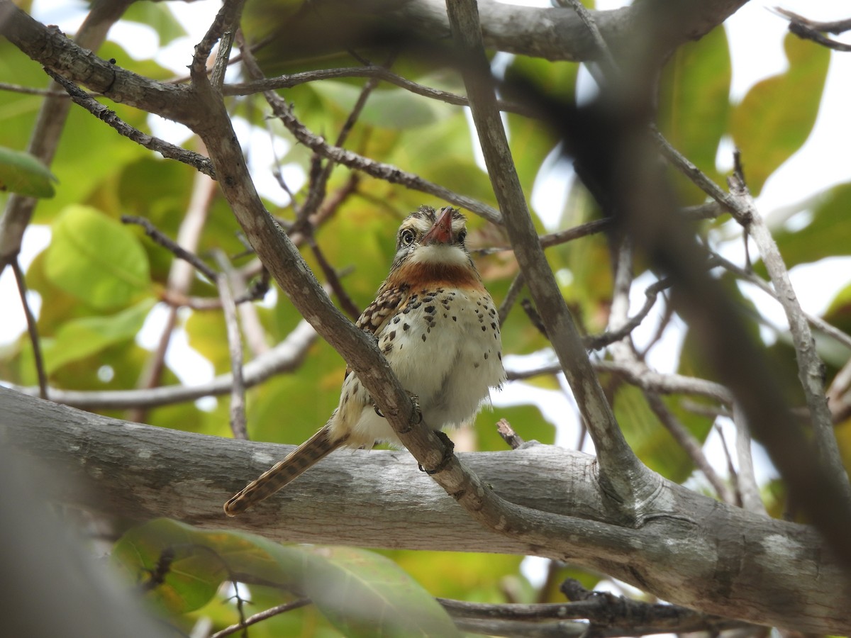 Spot-backed Puffbird (Spot-backed) - ML612464399