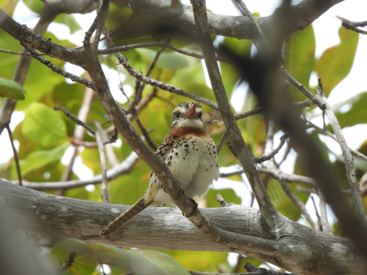 Spot-backed Puffbird (Spot-backed) - ML612464400