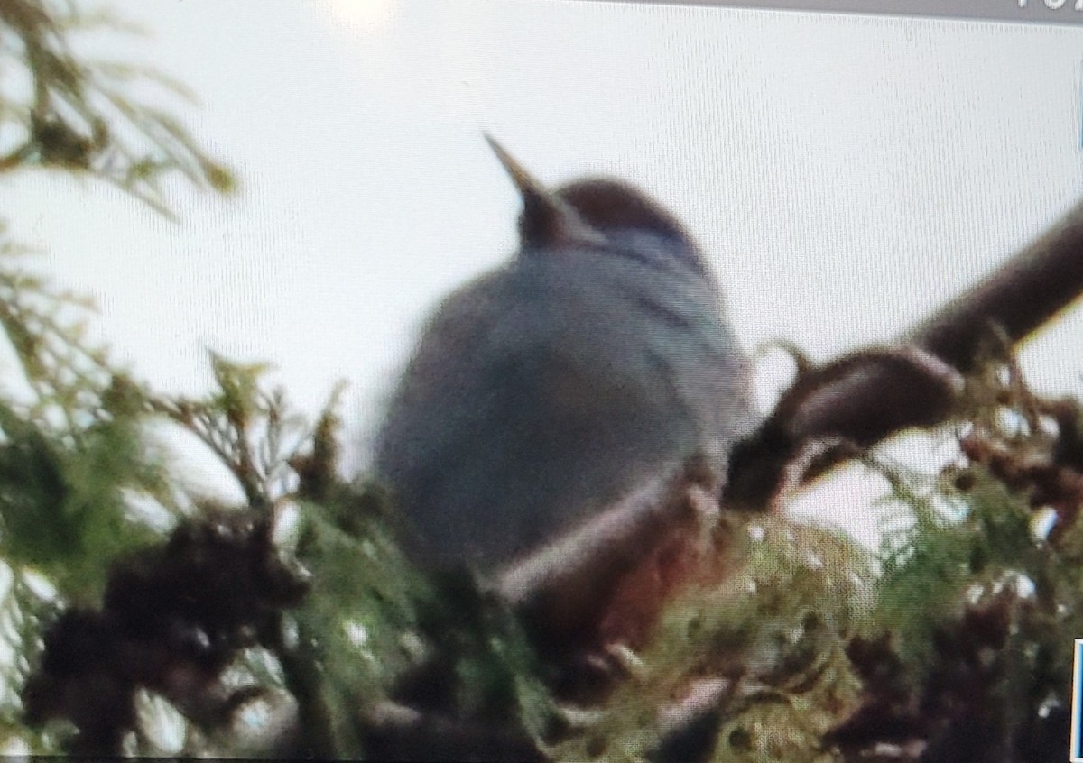 Pinyon Jay - ML612464472