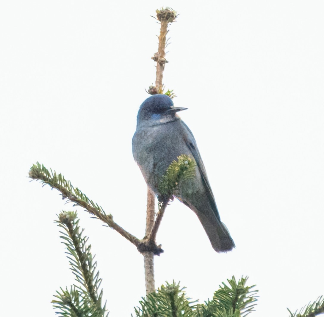 Pinyon Jay - Andrew Boycott