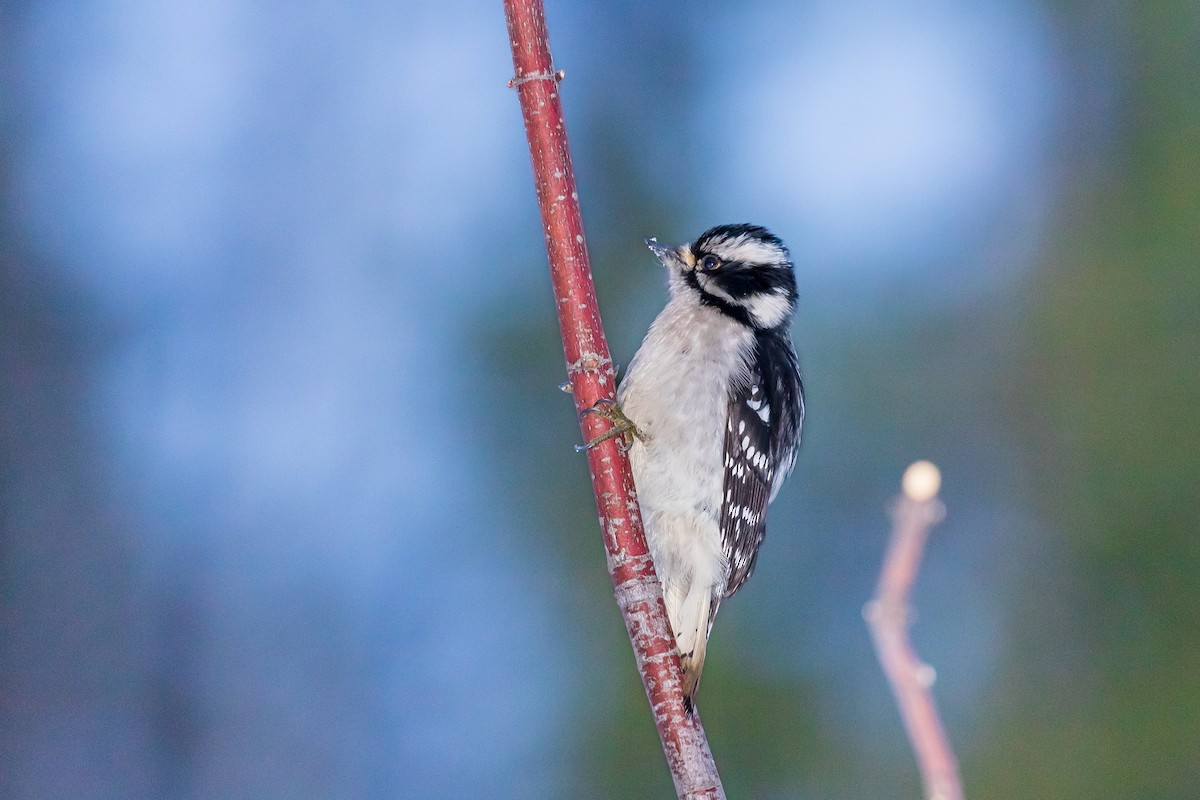 Downy Woodpecker - ML612464534