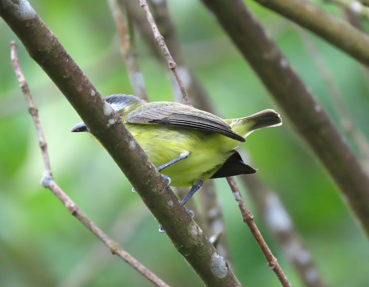 Yellow-bellied Tyrannulet - Alfonso Auerbach