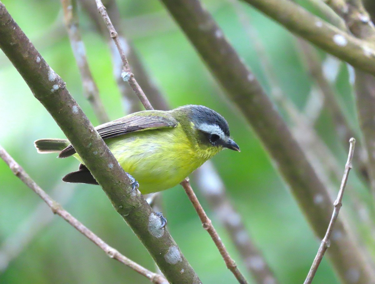 Yellow-bellied Tyrannulet - Alfonso Auerbach