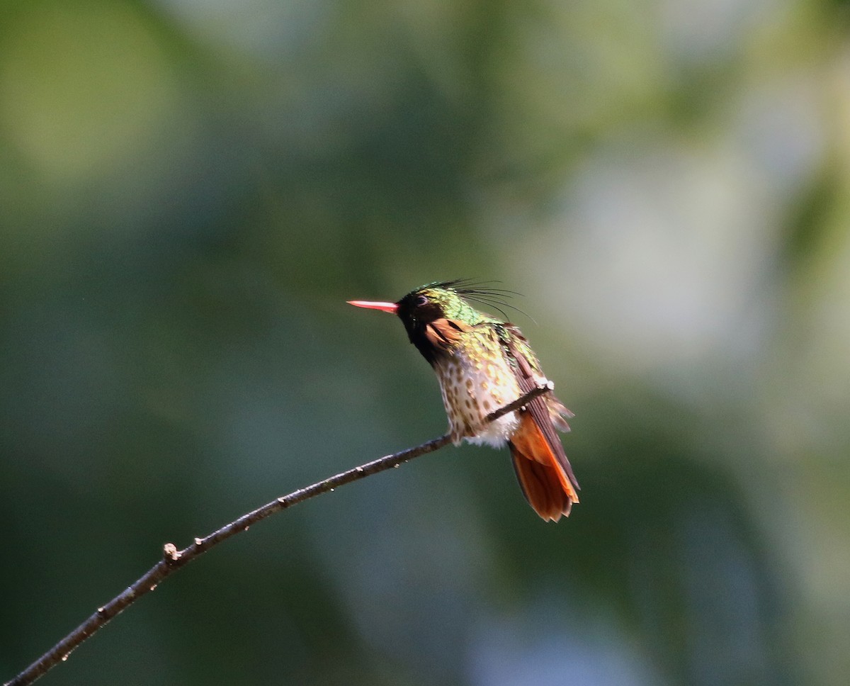 koketka límečková - ML612464576