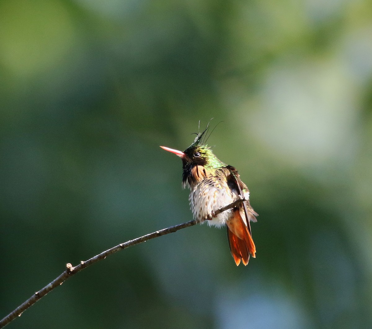 koketka límečková - ML612464577