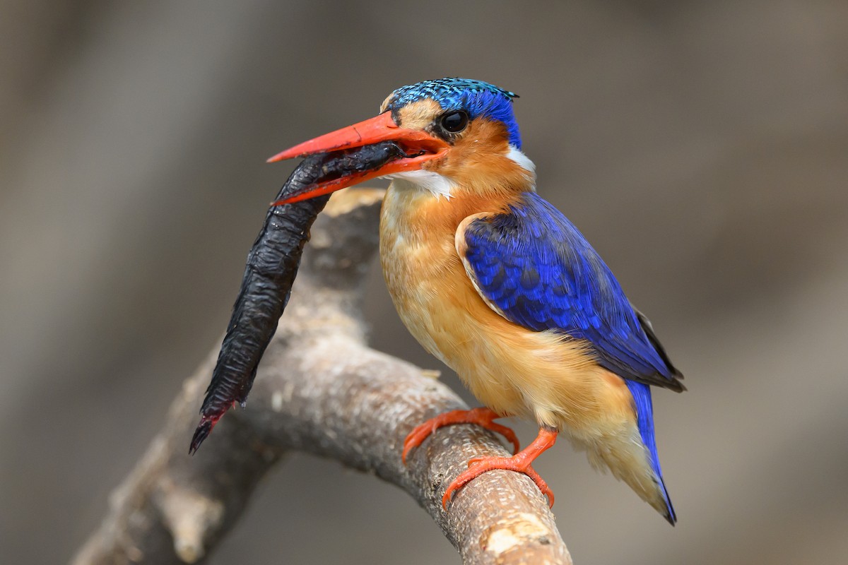 Malachite Kingfisher - Stephen Davies