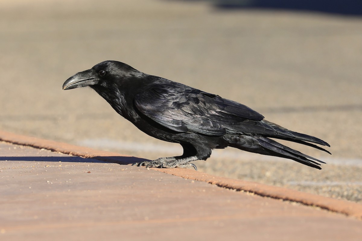 Common Raven - ML612464658