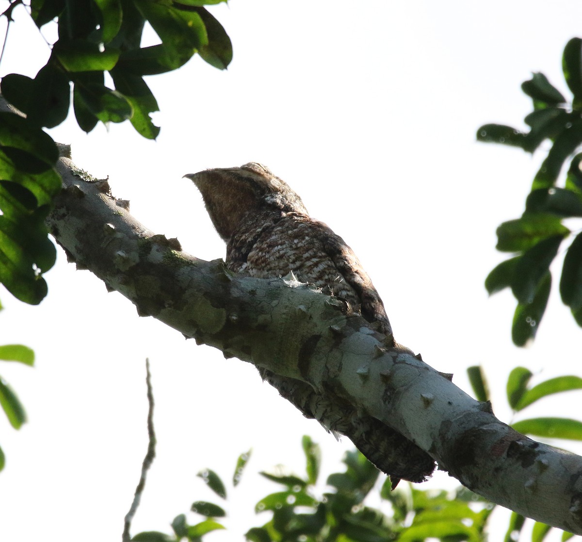 potu velký - ML612464663