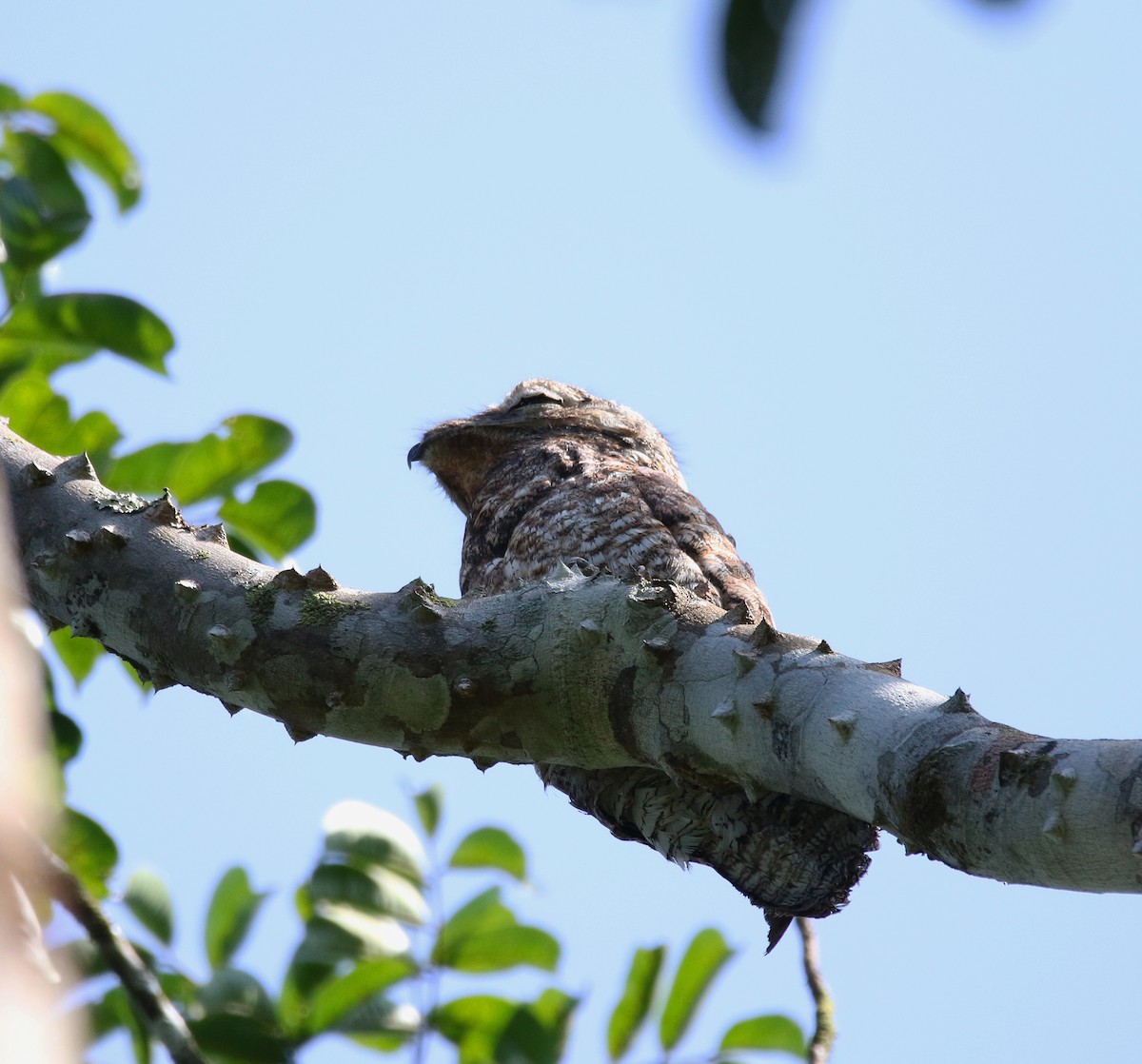 potu velký - ML612464664