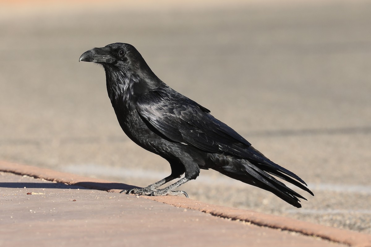 Common Raven - ML612464678