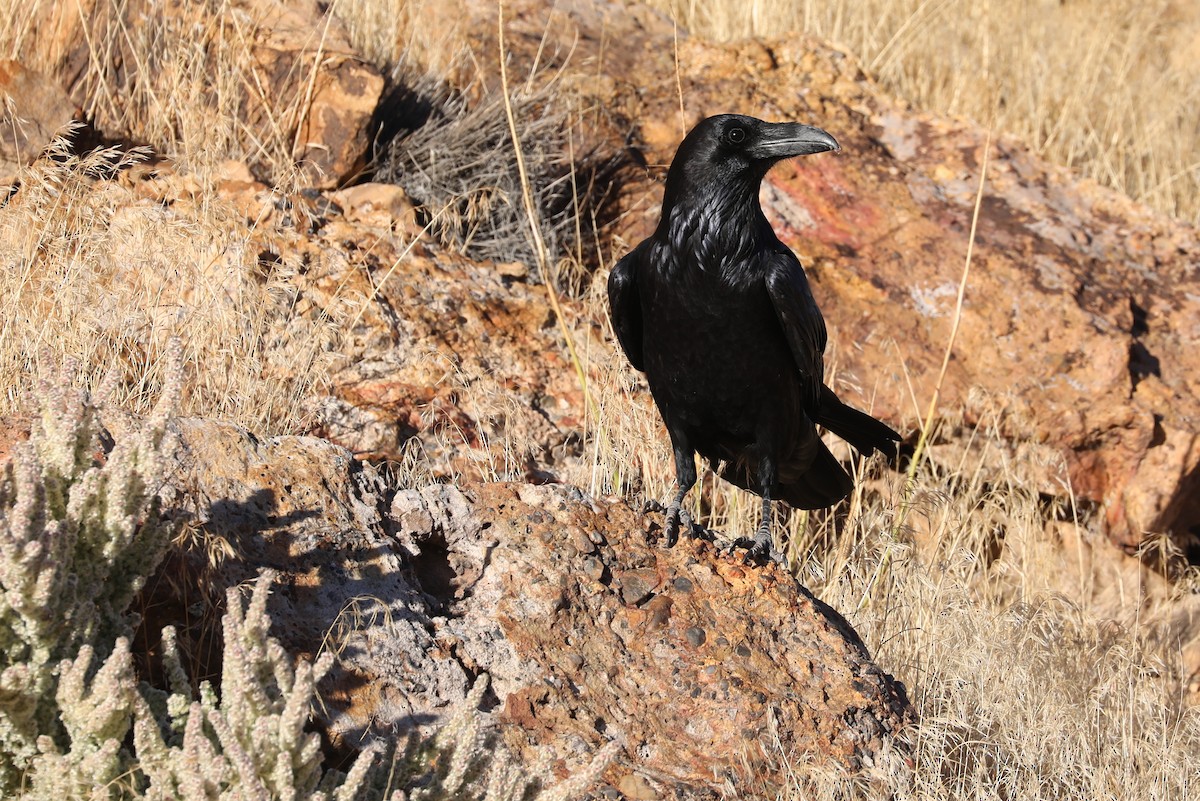 Common Raven - ML612464690