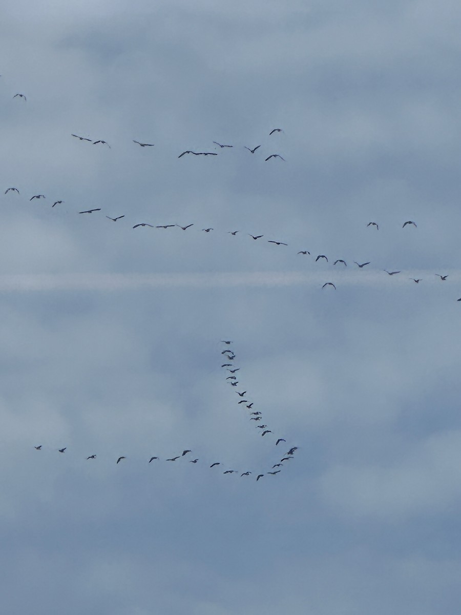 Canada Goose - Steve Droste