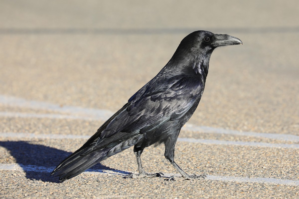 Common Raven - ML612464704