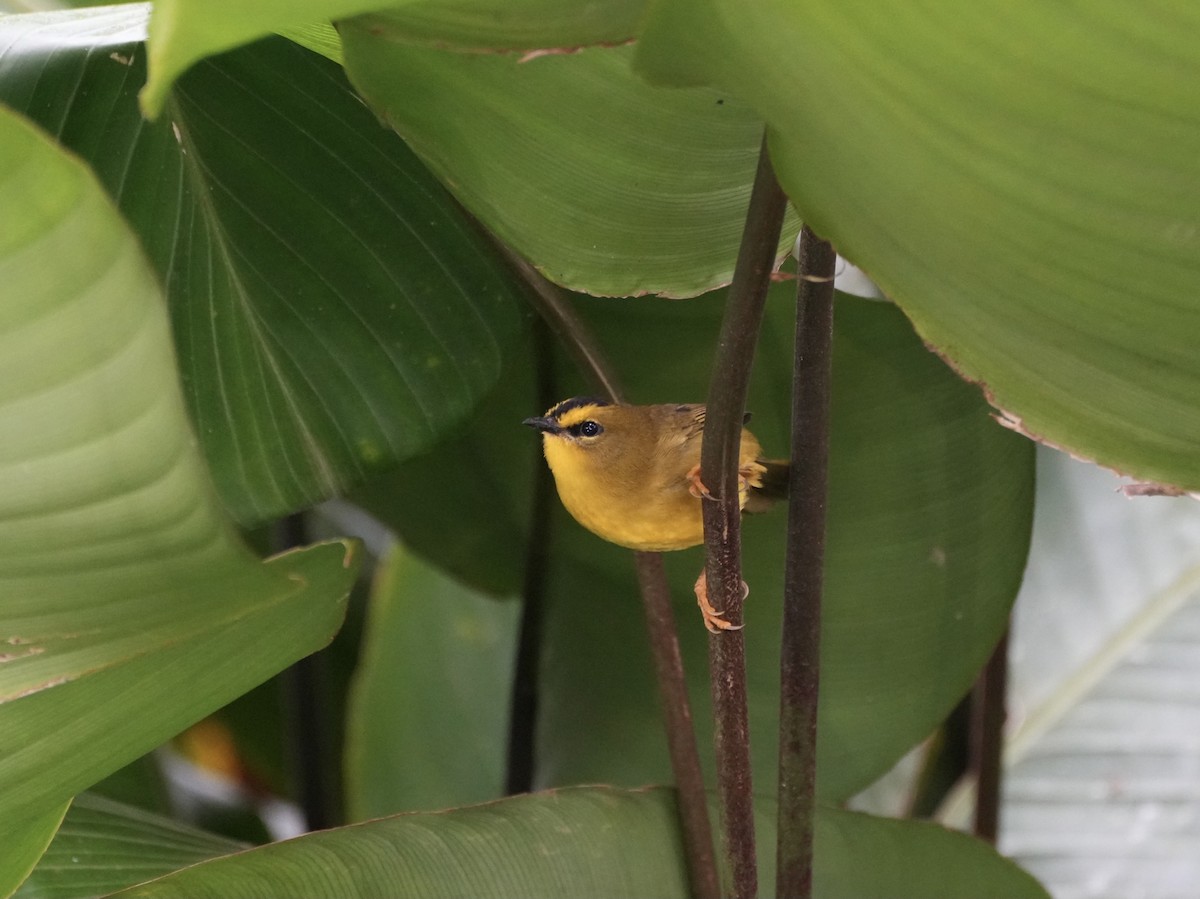 Black-crested Warbler - ML612464724
