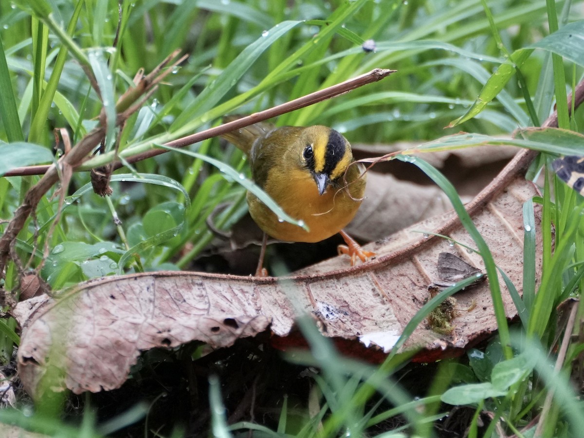 Black-crested Warbler - ML612464725