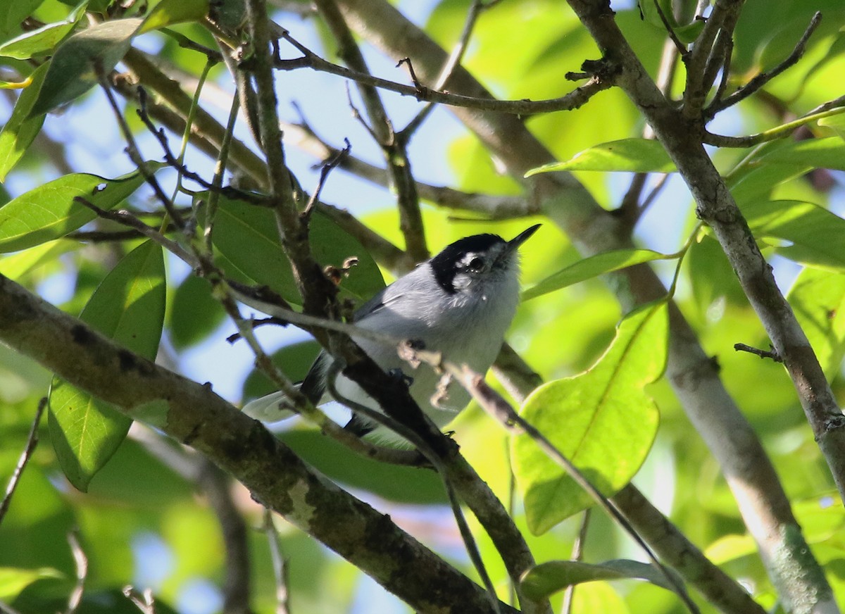 leskot bělolící - ML612464770