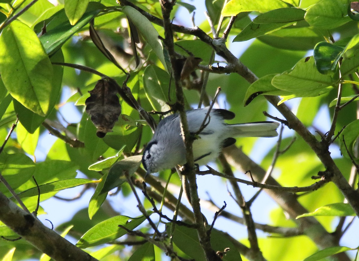 leskot bělolící - ML612464771