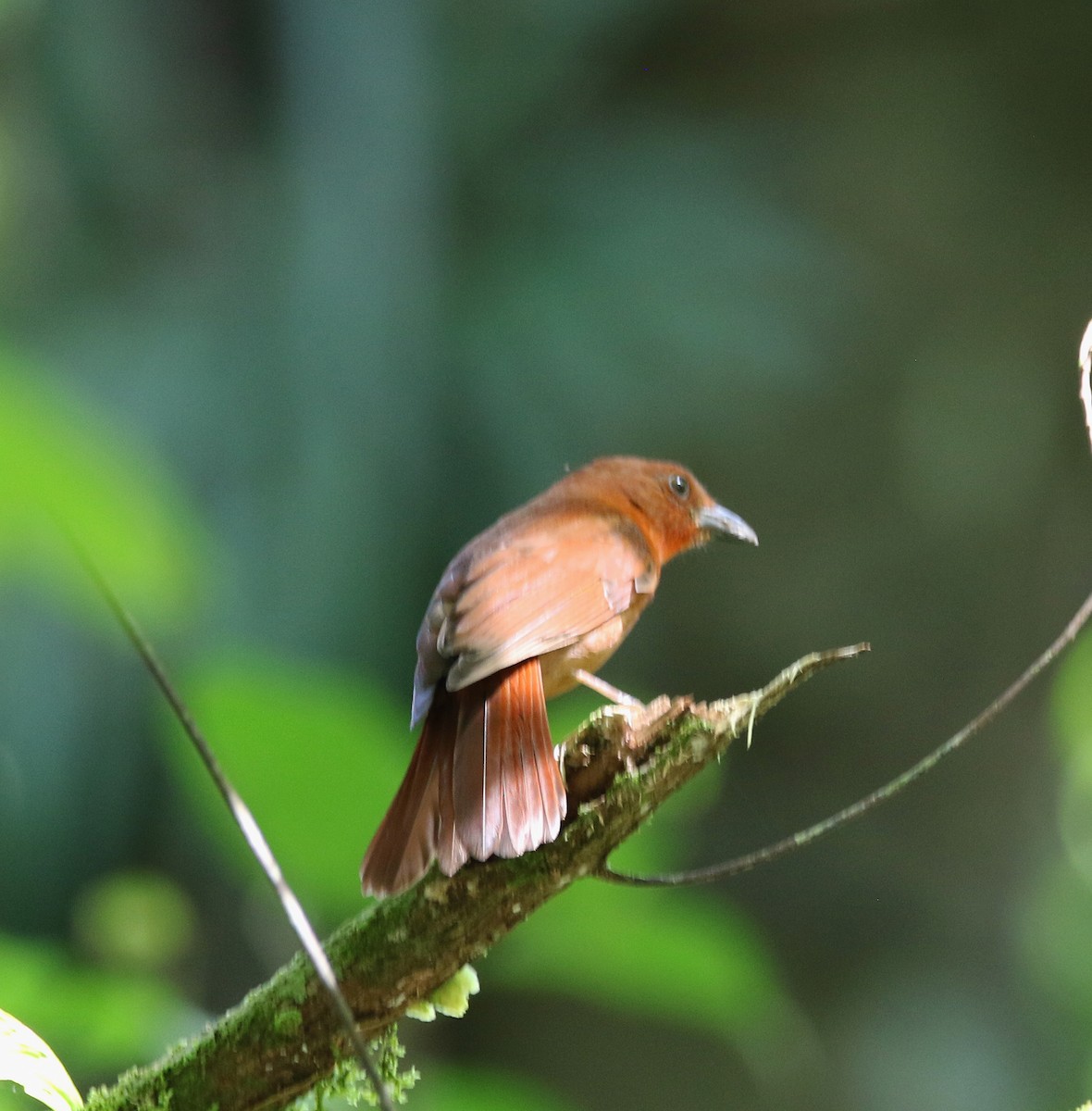 Red-crowned Ant-Tanager (rubicoides Group) - ML612464799