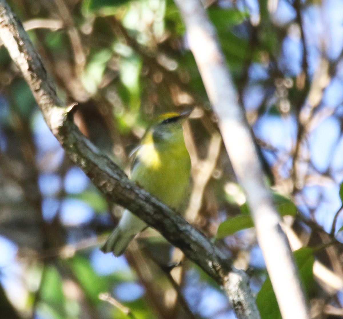 lesňáček zlatokřídlý x modrokřídlý (F1 hybrid) - ML612464842