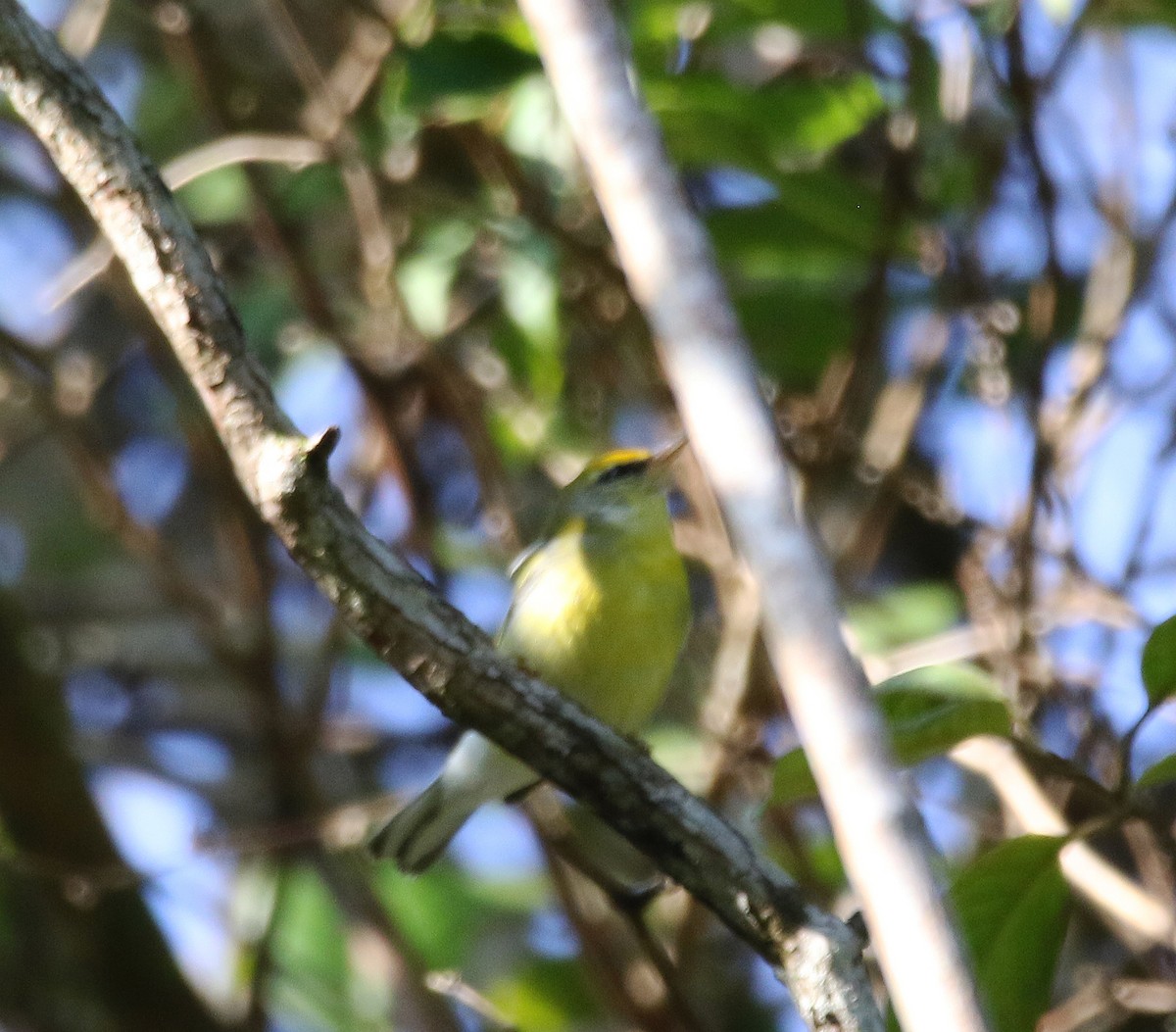 lesňáček zlatokřídlý x modrokřídlý (F1 hybrid) - ML612464843