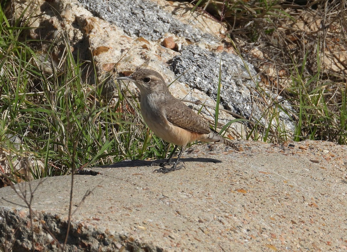 Rock Wren - ML612464864