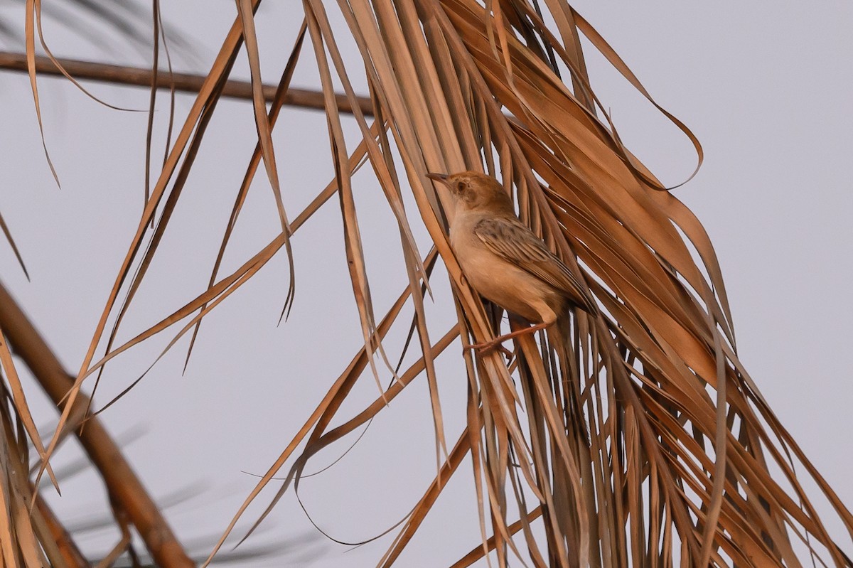 Luapula Cisticola - Stephen Davies