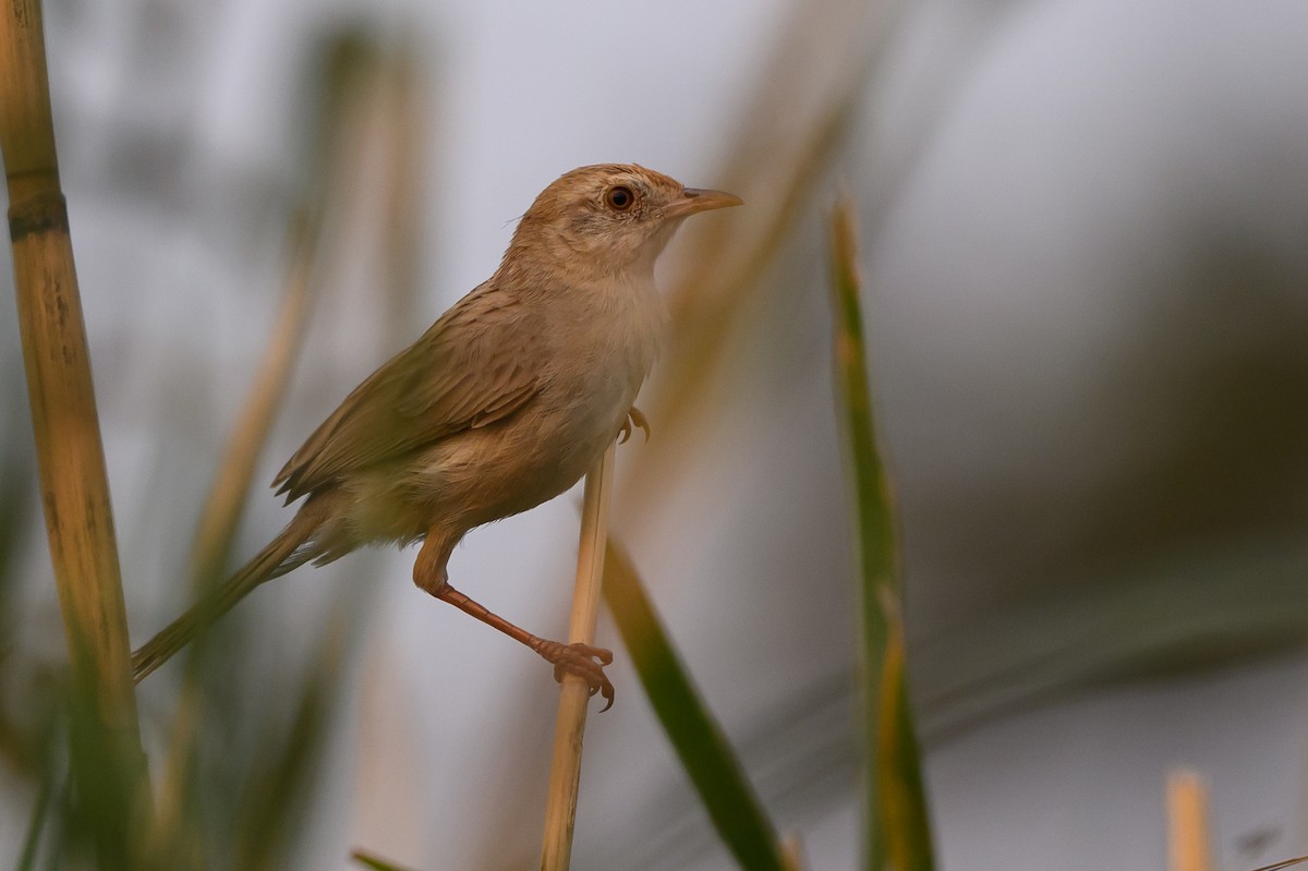 Luapula Cisticola - ML612464910