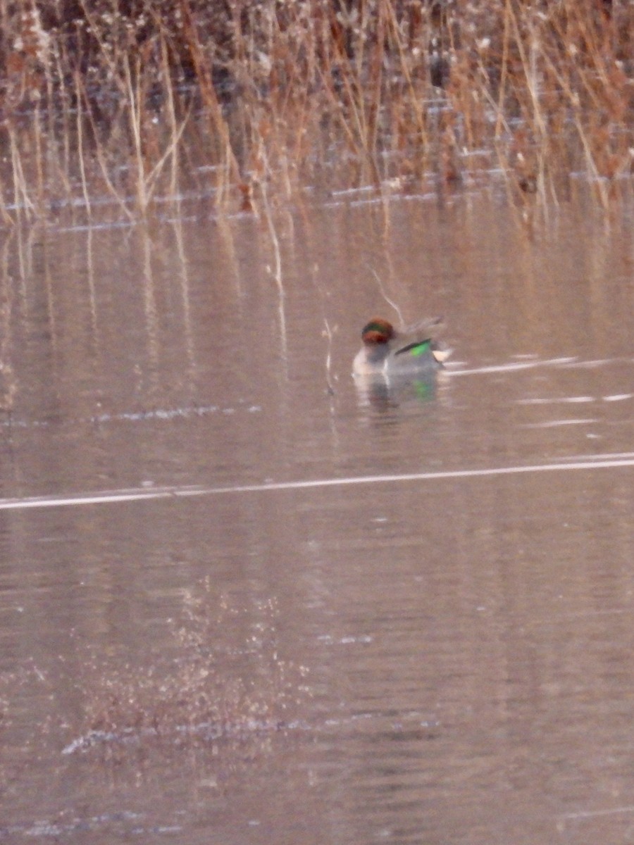 Green-winged Teal - ML612464915