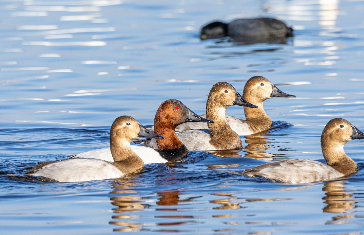 Canvasback - ML612464918