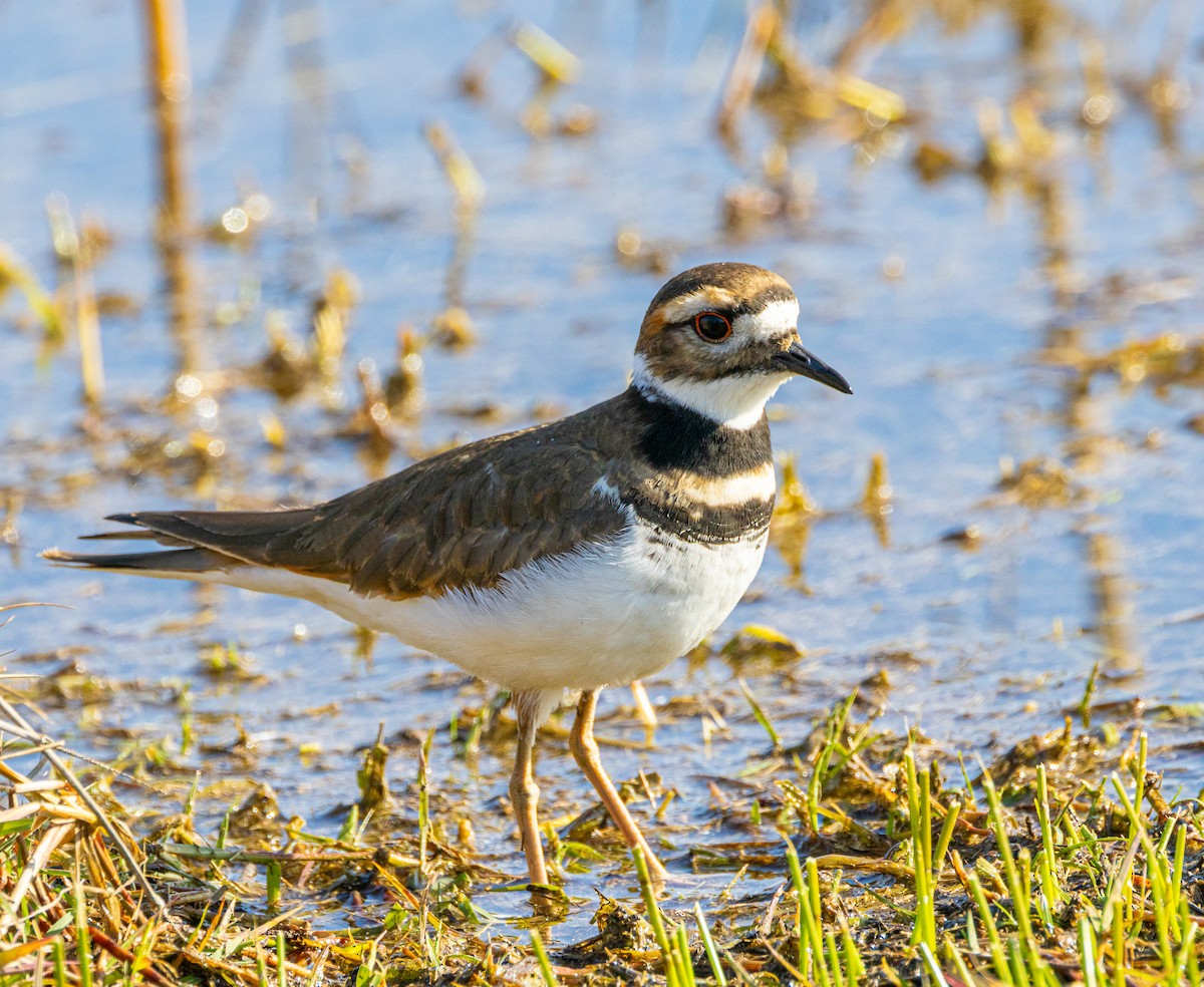 Killdeer - ML612464952