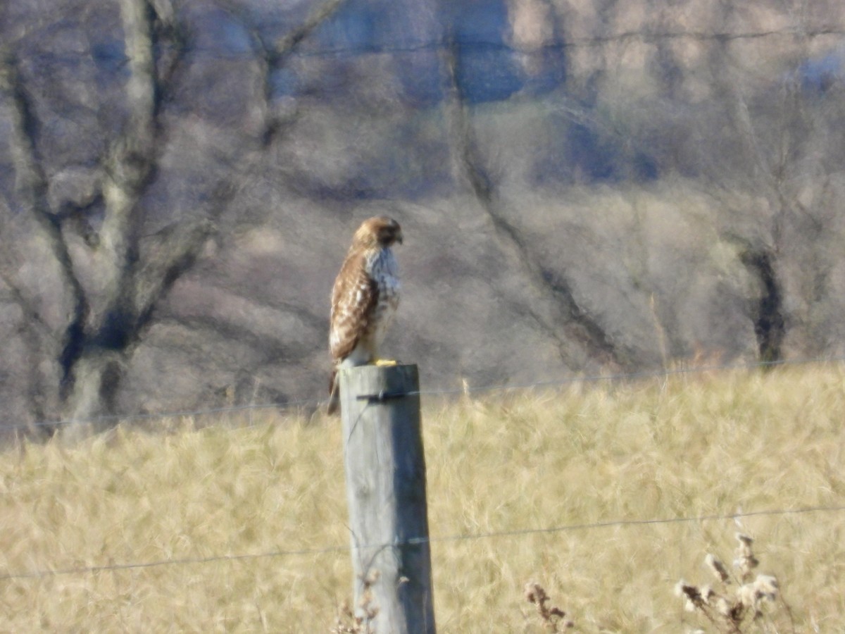 Red-shouldered Hawk - Tracy Mosebey